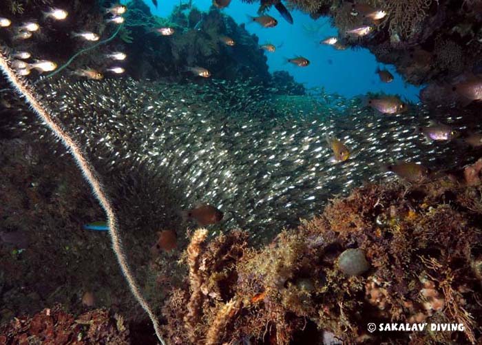 different nosy be dive sites